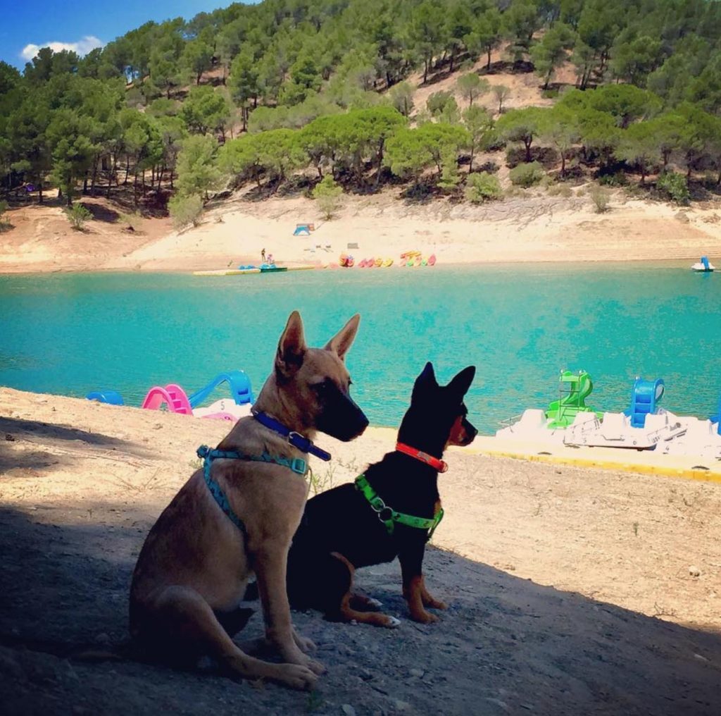 Guía perruna ir con perro en Málaga